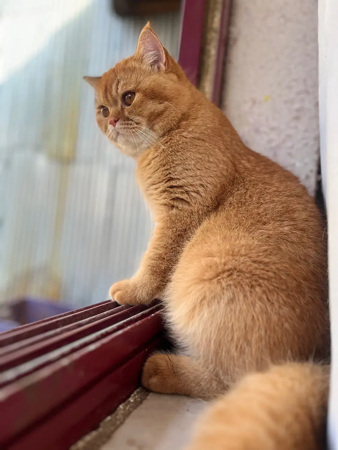 اماده جفت گیری|گربه|رشت, سعدی (تختی)|دیوار