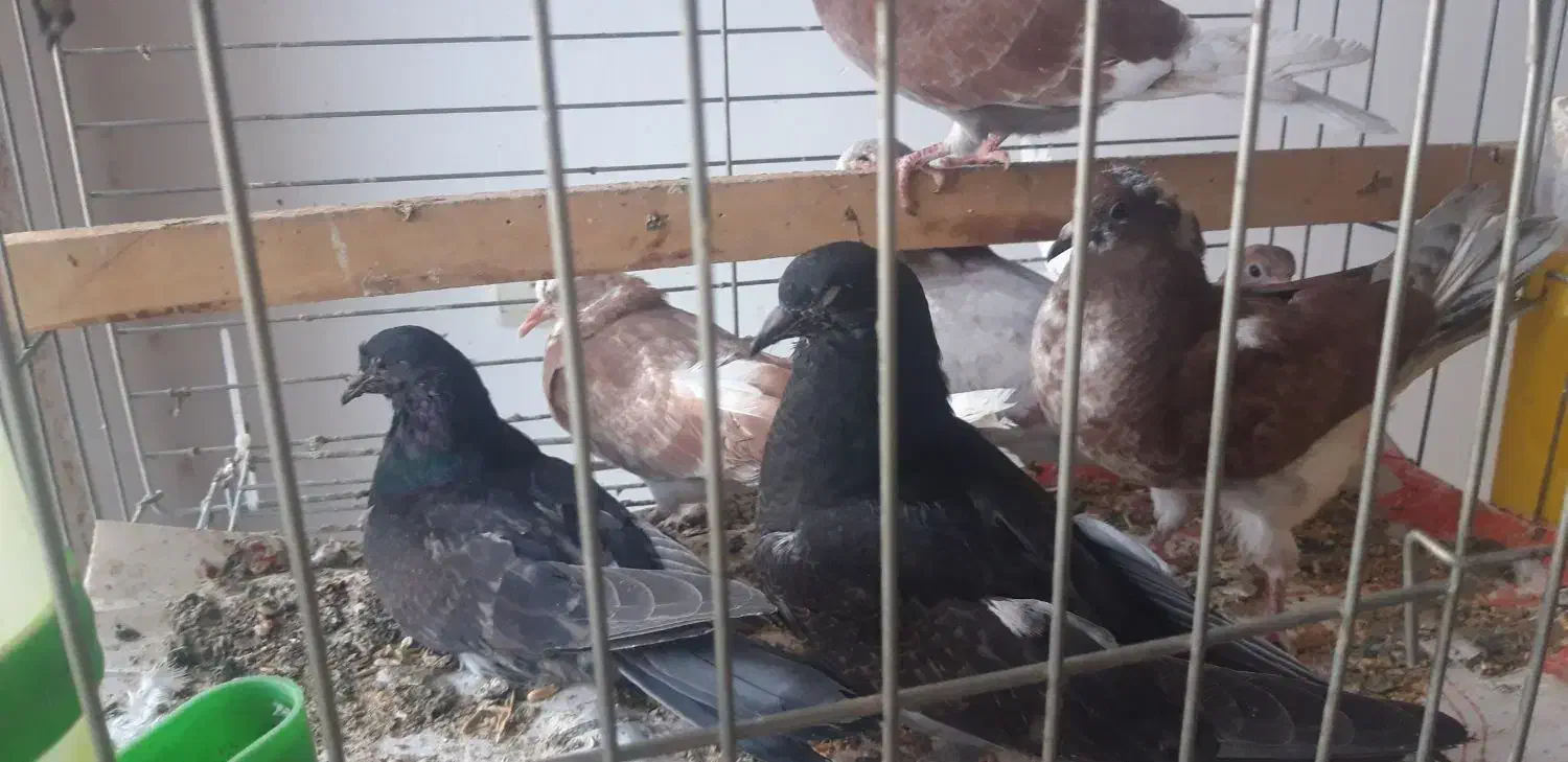 جوجه پرشی|پرنده|رودهن, |دیوار