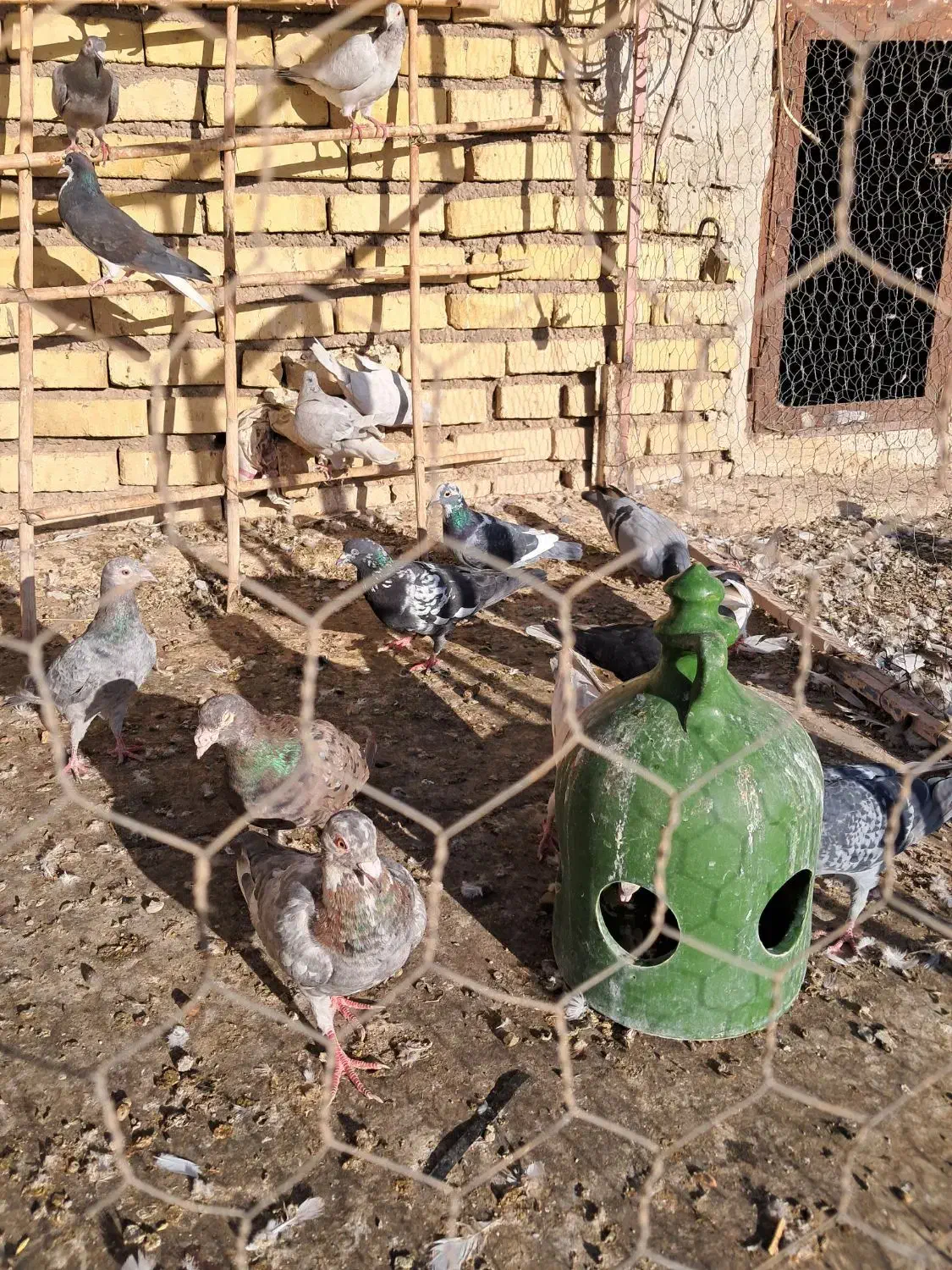 کبوتر|پرنده|تاکستان, |دیوار