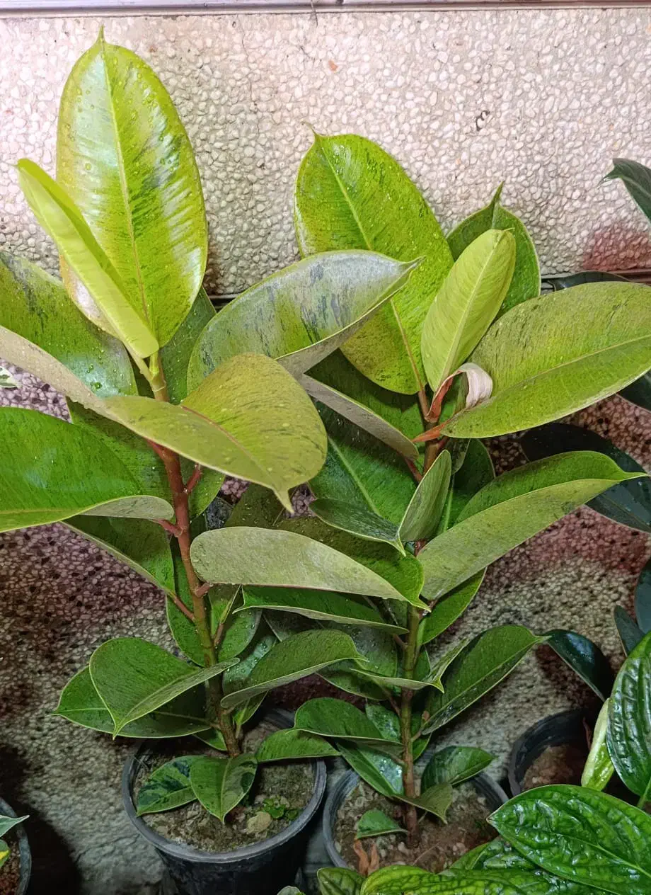 نیازمند سرایداری|استخدام سرایداری و نظافت|بیضا, |دیوار