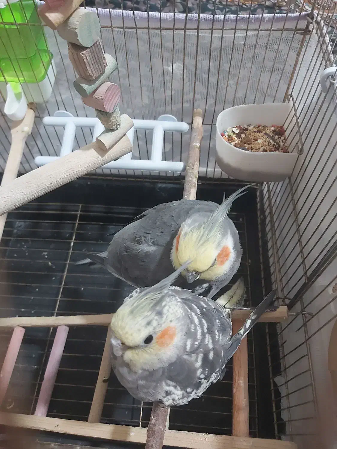 عروس هلندی نژاد خاکستری|پرنده|سرپل ذهاب, |دیوار