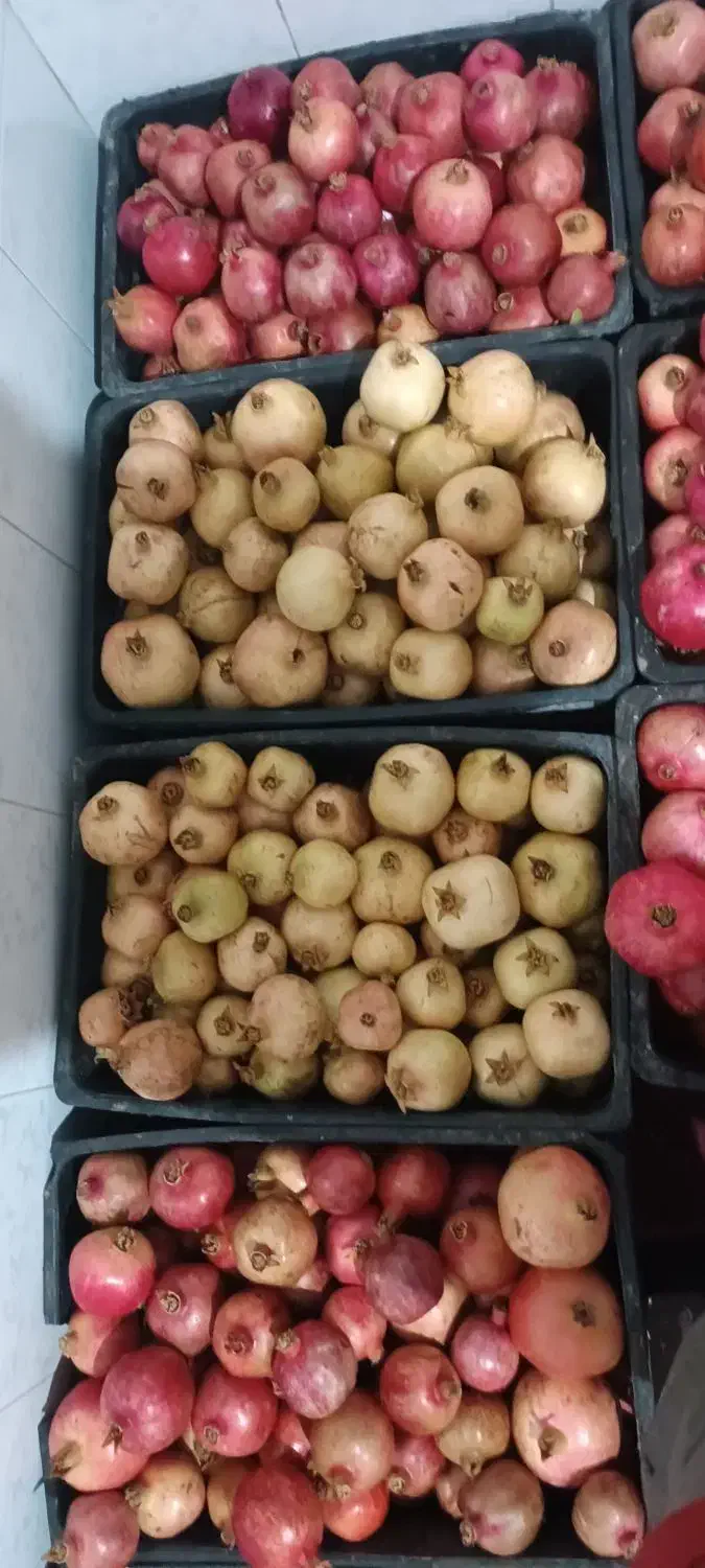 ۲۵۰کیلو انار درجه یک|گل و گیاه طبیعی|سیدان, |دیوار