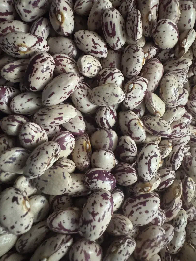 لوبیا چیتی ممتازمحصول امسال (سراب آذربایجان شرقی)|خوردنی و آشامیدنی|تهران, امام زاده حسن|دیوار