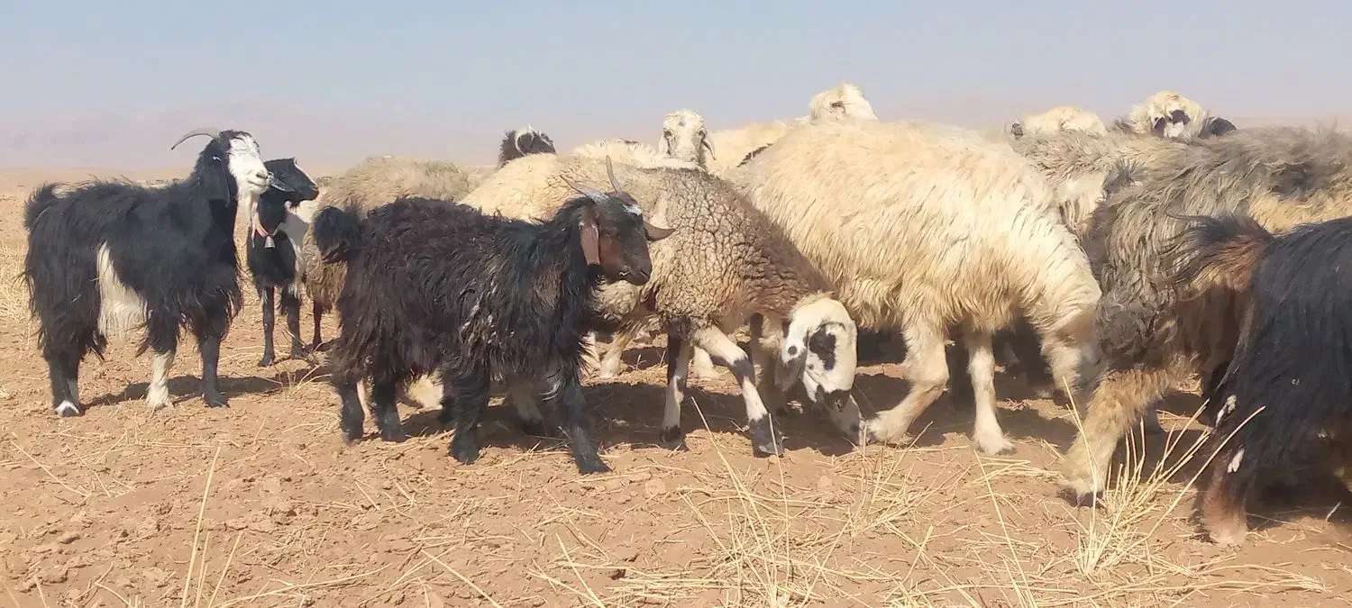 بز وکهره|حیوانات مزرعه|سمیرم, |دیوار