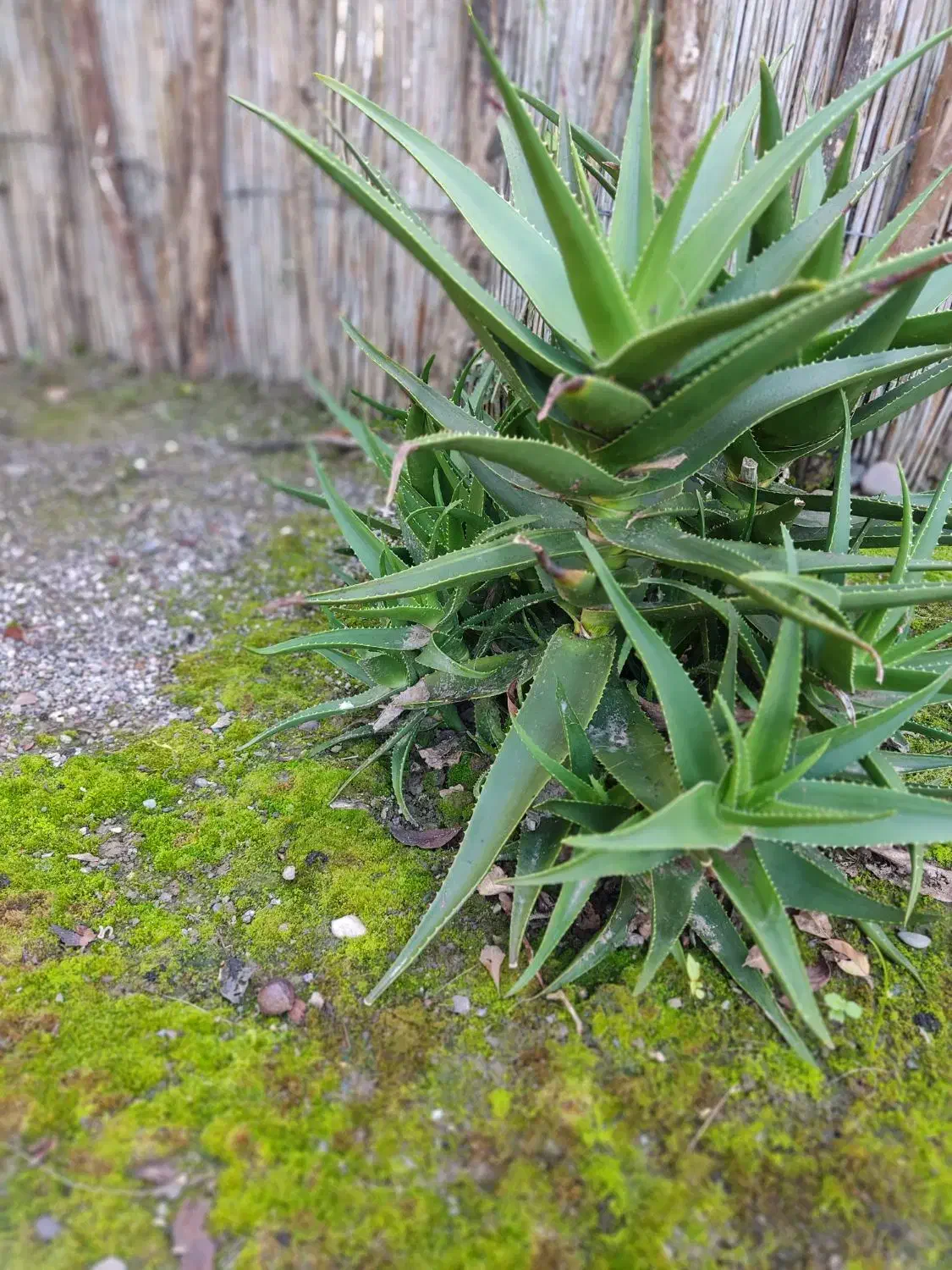 تعدادی گل به فروش میرسد|گل و گیاه طبیعی|کیاشهر, |دیوار