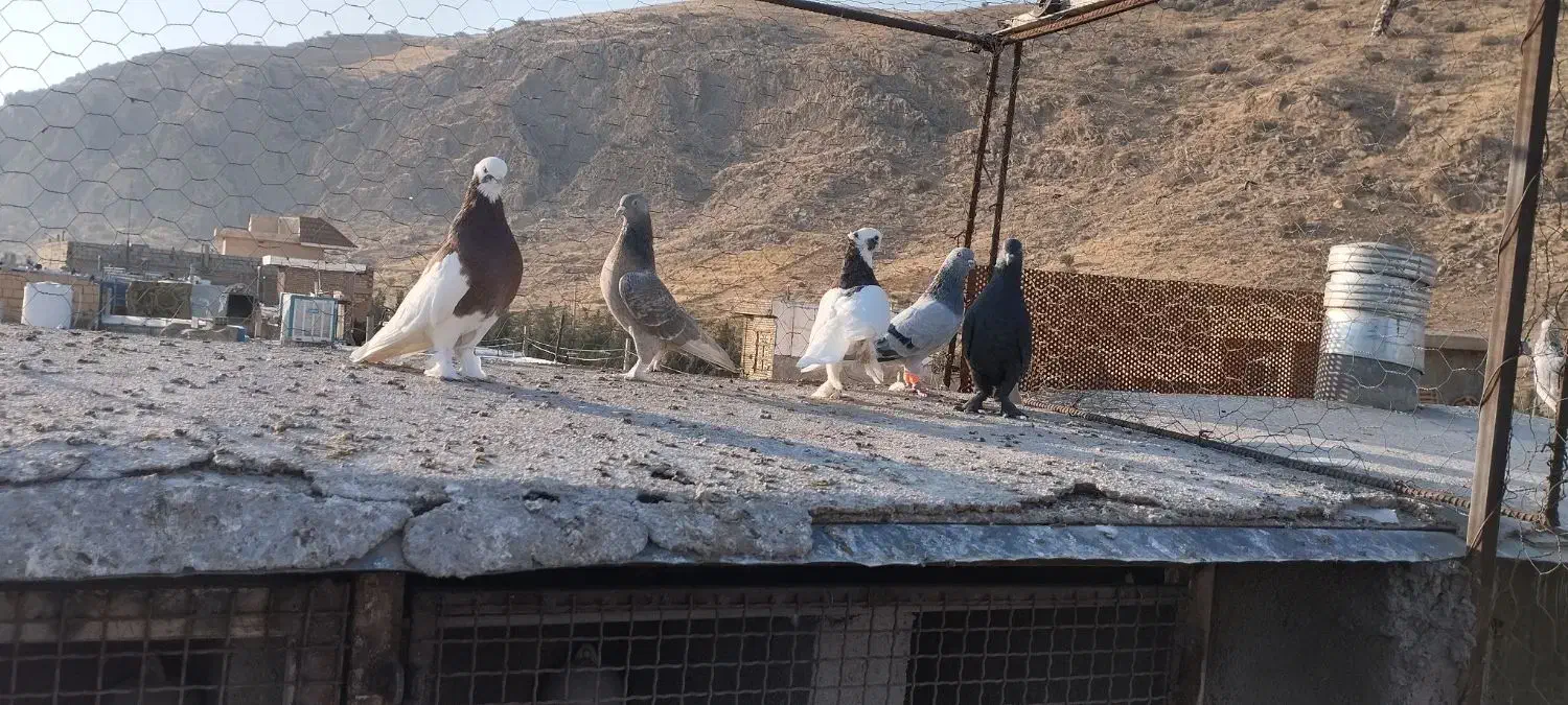 کبوتر بهبانی|پرنده|شیراز, جوادیه|دیوار