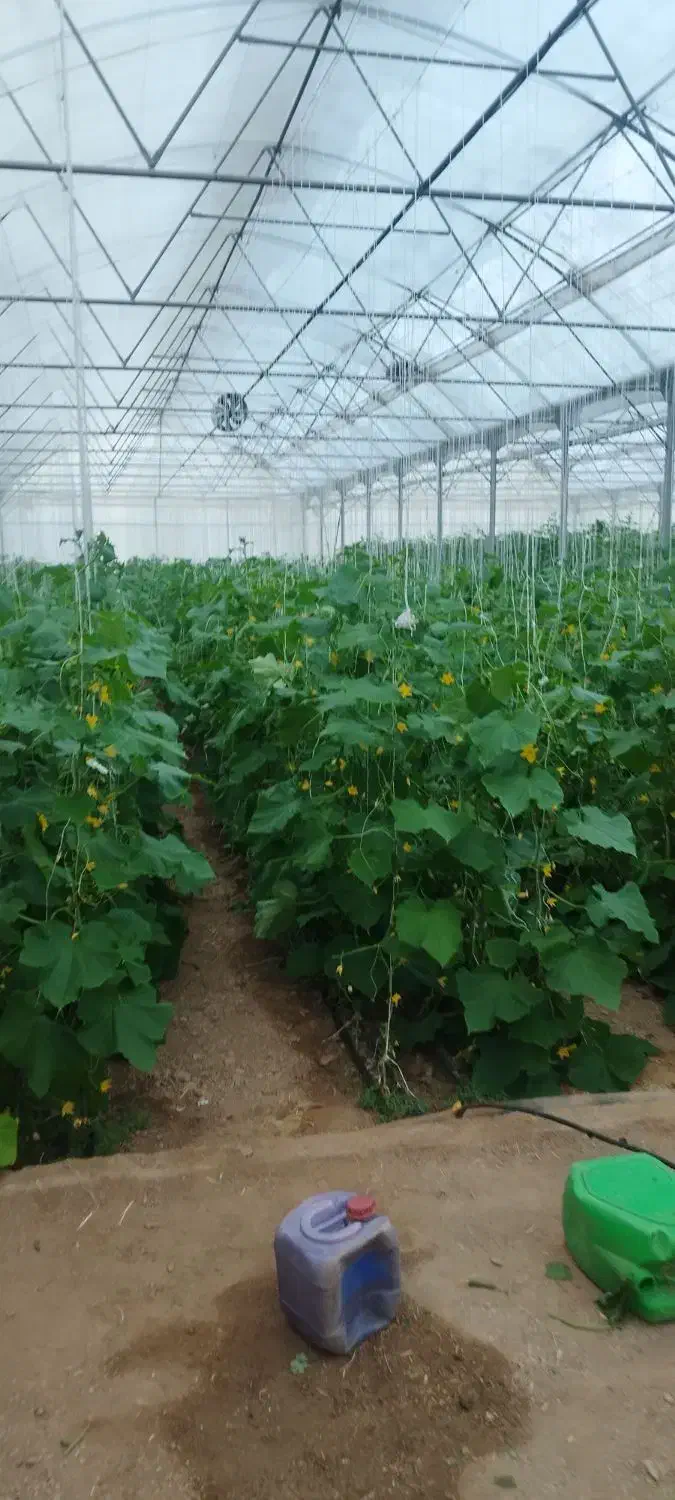 نیازمند کارگر اتباع جهت گلخانه خیار|استخدام سرایداری و نظافت|عسگران, |دیوار