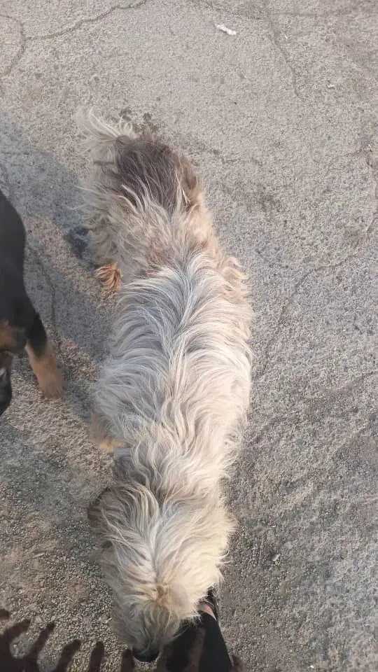 سگ پیدا شده|حیوانات|تهران, فلاح|دیوار