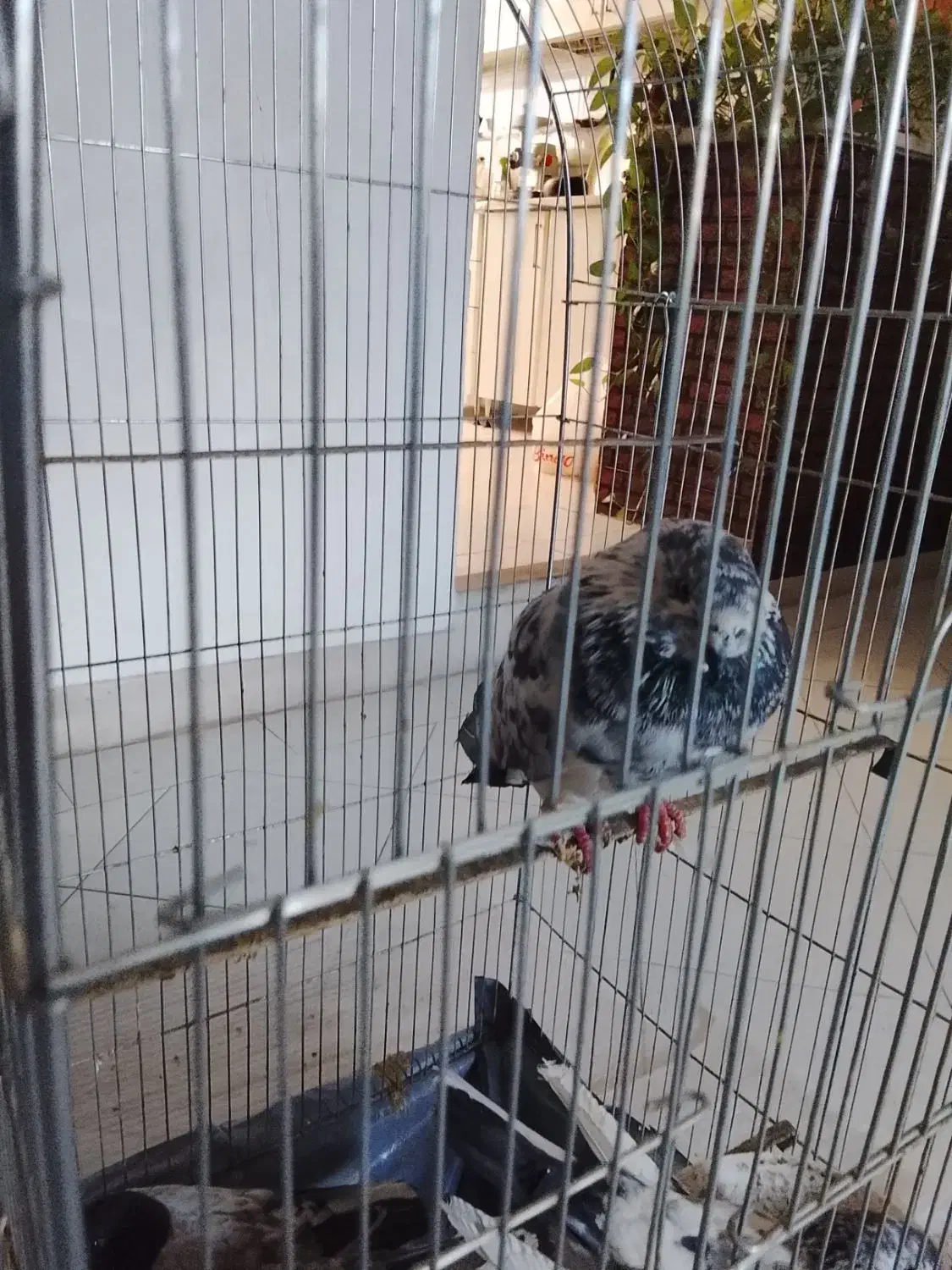 کبوتر|پرنده|شهر ری, دیلمان|دیوار