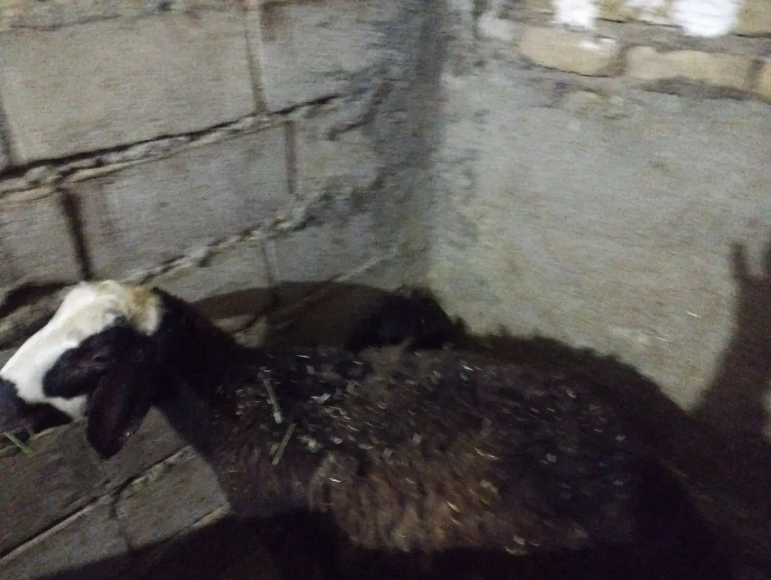 میش بره|حیوانات مزرعه|نورآباد, |دیوار