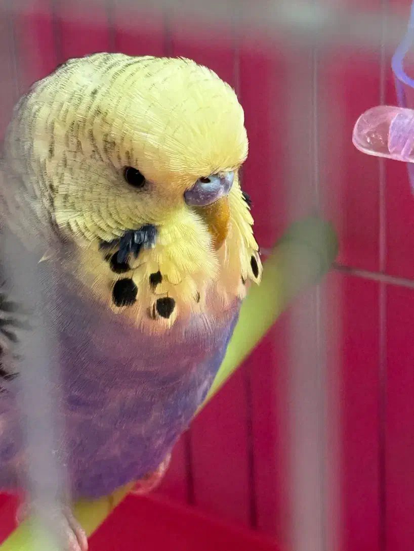 مرغ عشق انگلیسی|پرنده|یزد, |دیوار