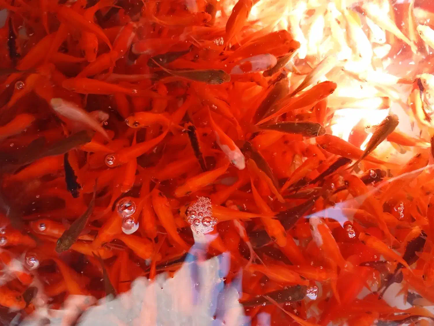 ماهی تنگ|ماهی|یزد, |دیوار