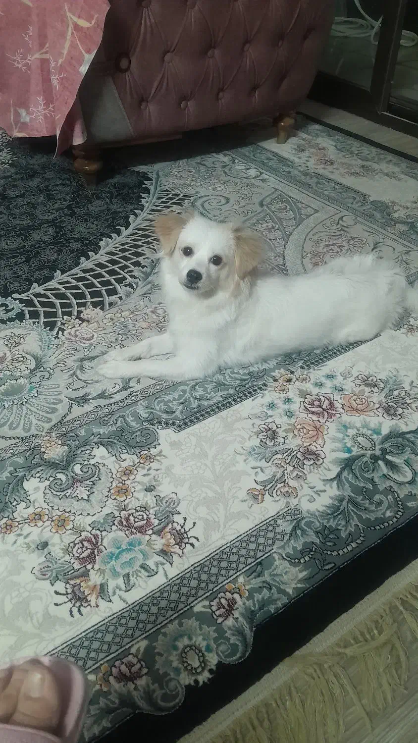 اشپیتز پامر ،دوساله وماده هستش|سگ|اصفهان, حسینآباد|دیوار