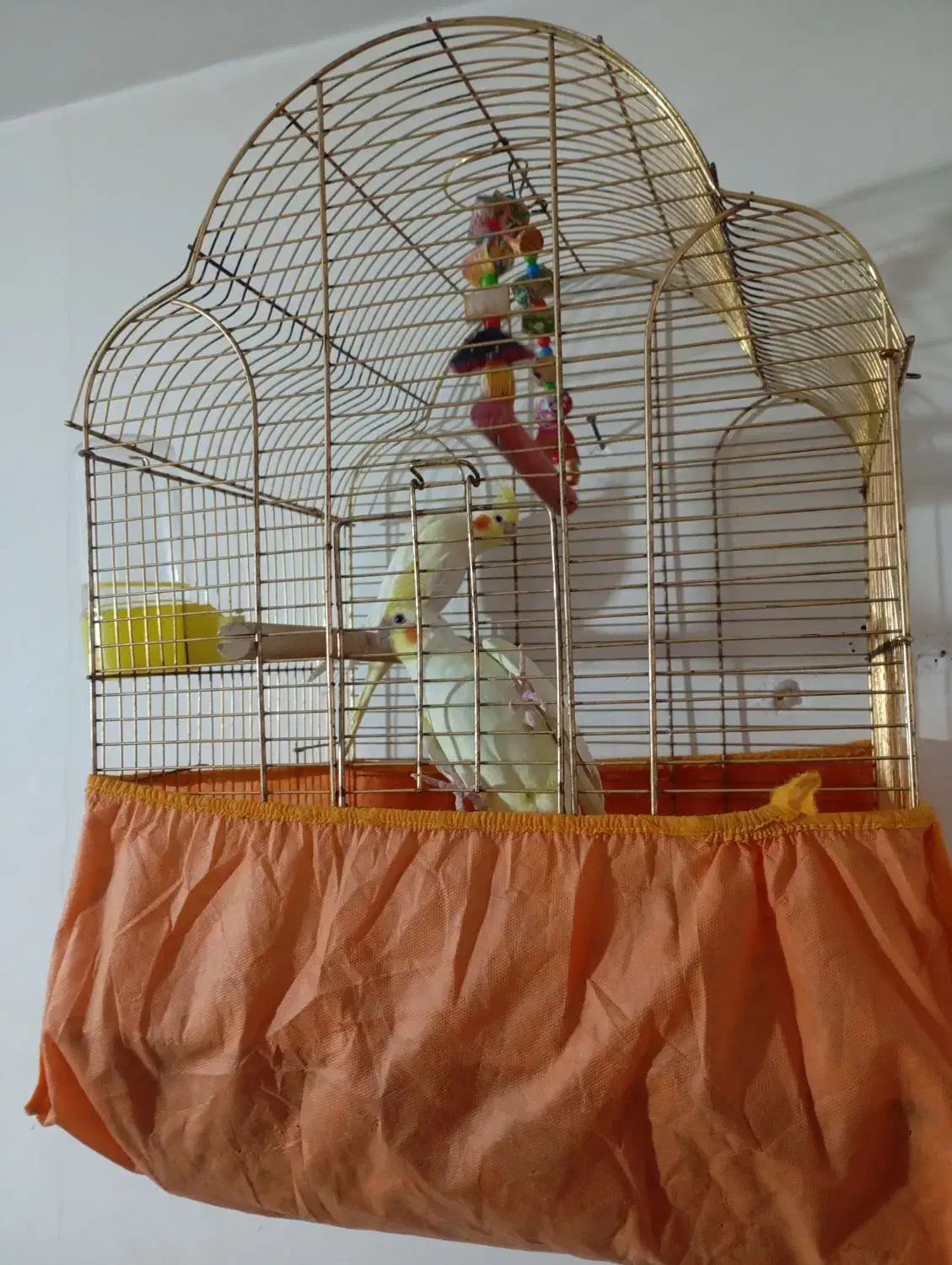 عروس هلندی جوجه|پرنده|قم, ولیعصر|دیوار