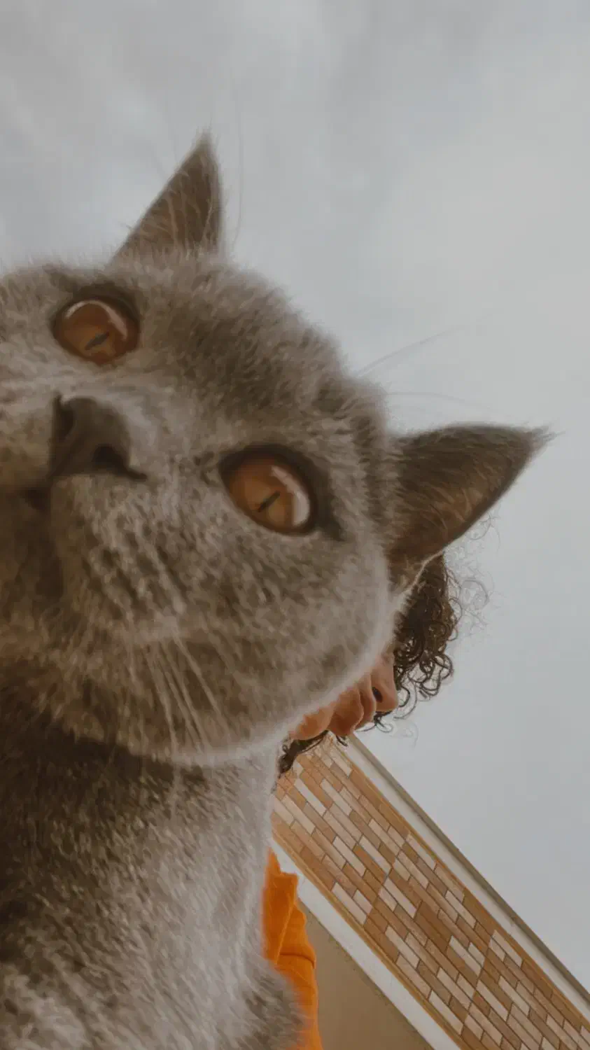 گربه|گربه|کرمان, |دیوار