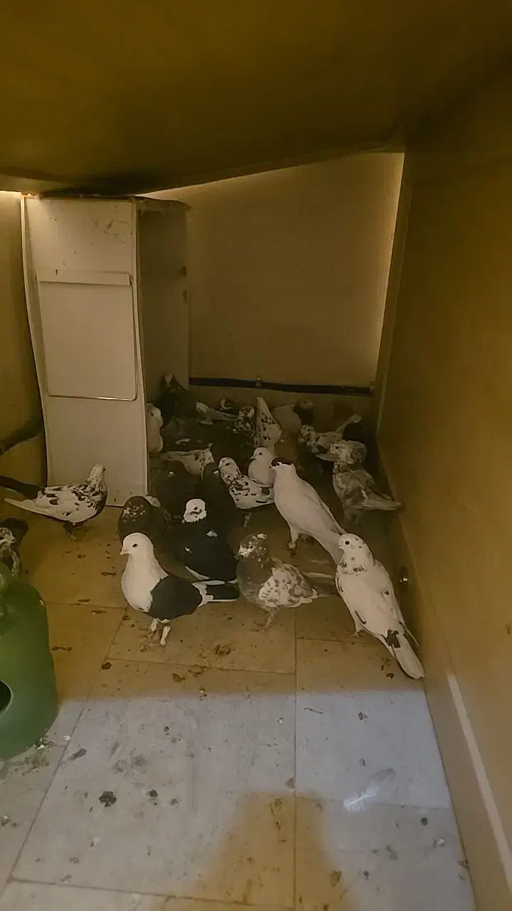 کبوتر|پرنده|تهران, قیطریه|دیوار