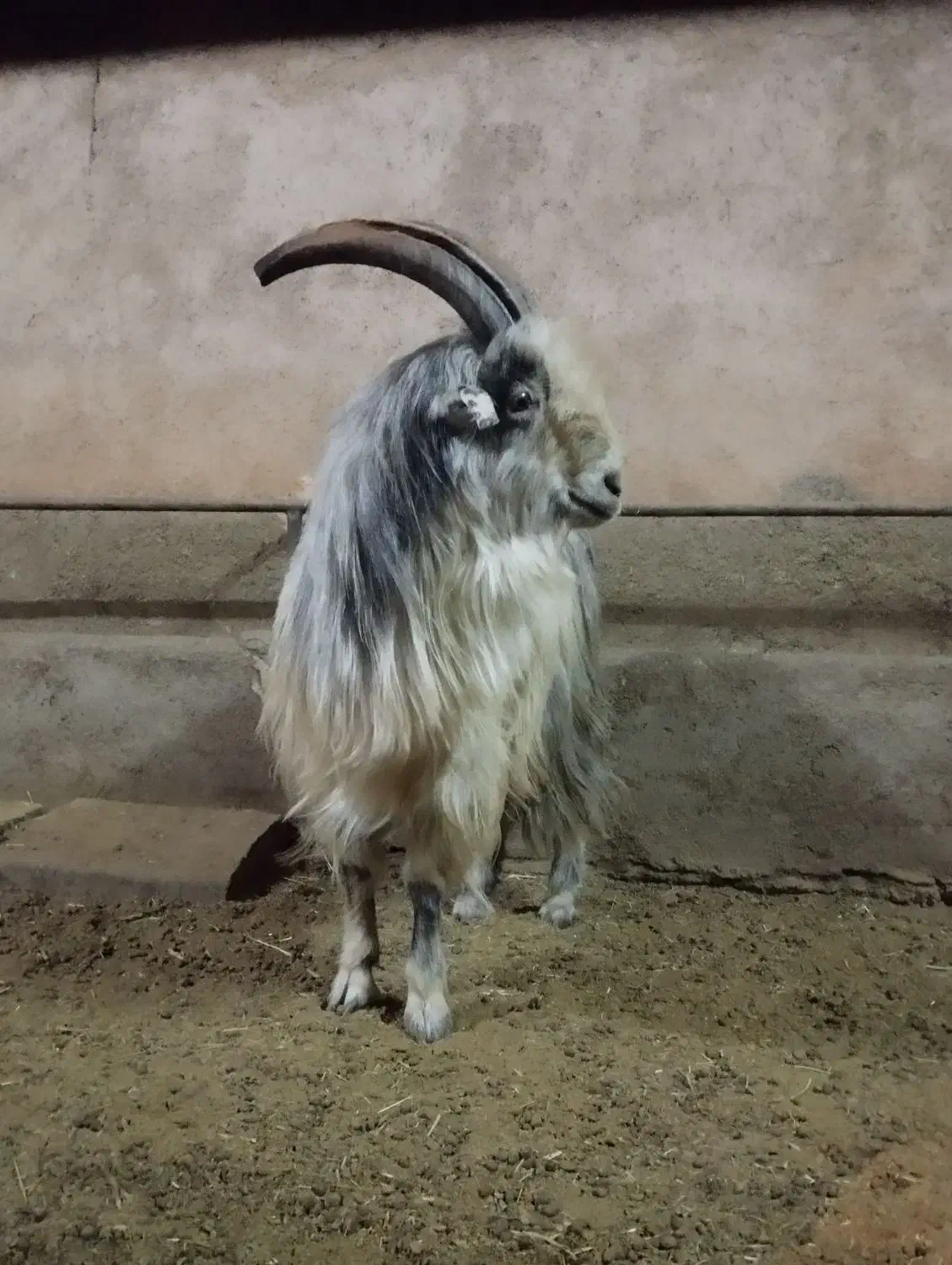 بزغاله دبری ،بز،میش|حیوانات مزرعه|داران, |دیوار