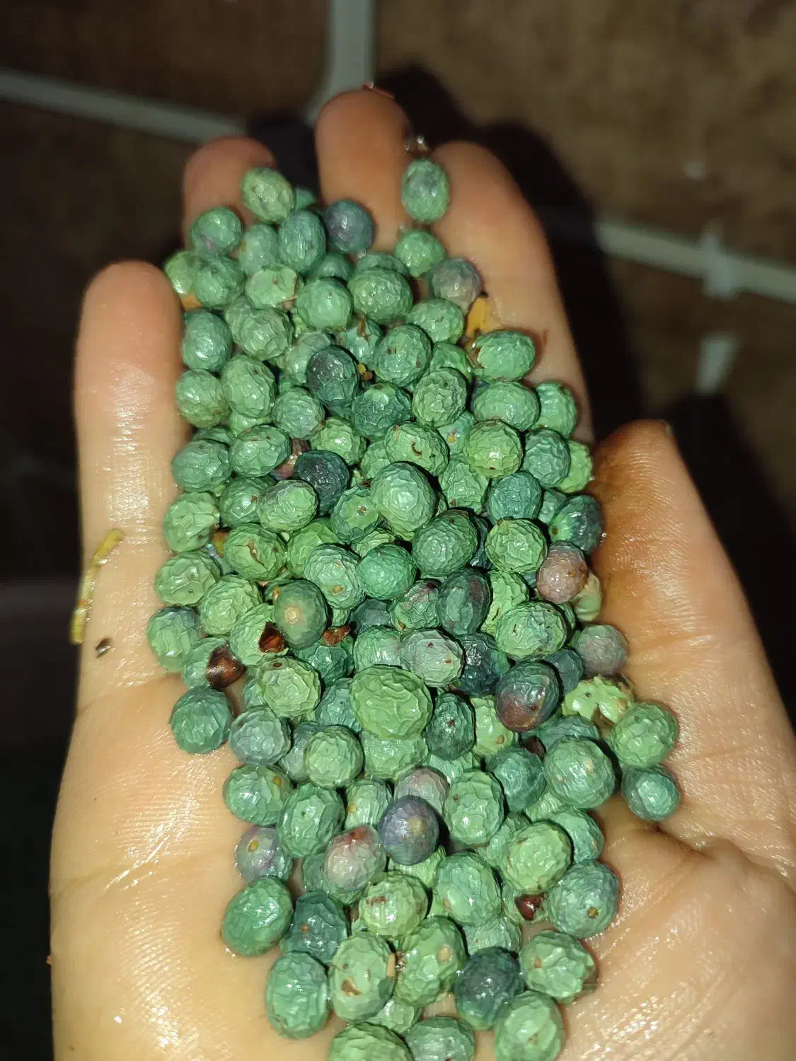 بنه|خوردنی و آشامیدنی|شیراز, حجت آباد|دیوار