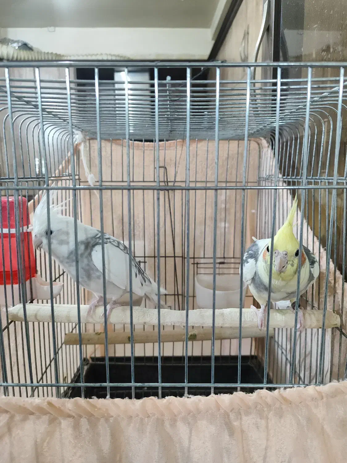 یک جفت عروس هلندی ویک مرغ مینا|پرنده|پاکدشت, شهرک امام رضا|دیوار