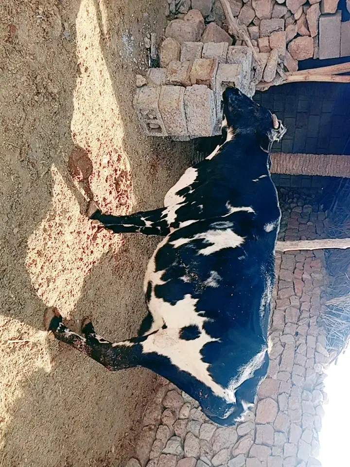 فروش گاو محلی|حیوانات مزرعه|افزر, |دیوار