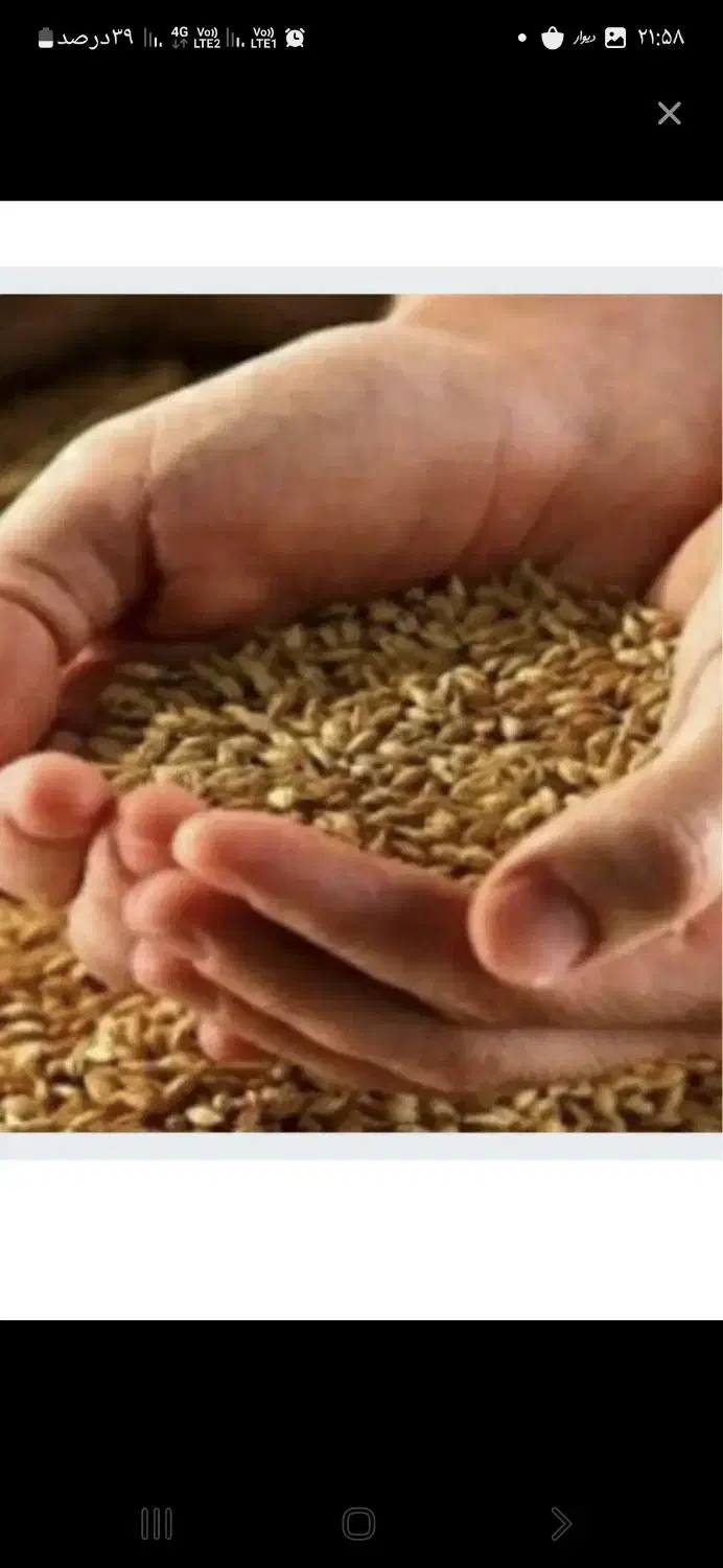 گندم آبی|خوردنی و آشامیدنی|شاهیوند, |دیوار