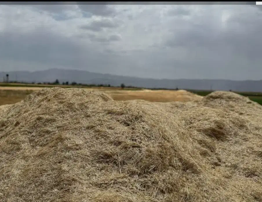 کاه گندم|عمدهفروشی|ساروق, |دیوار