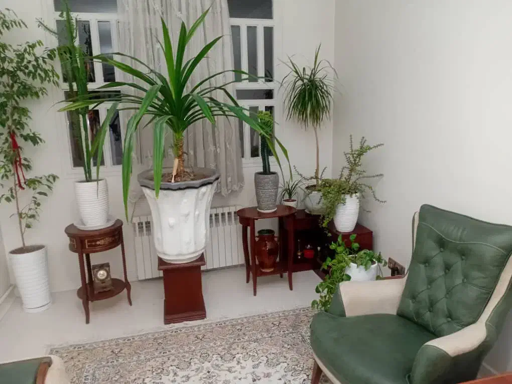 گل پاندانوس|گل و گیاه طبیعی|بومهن, |دیوار