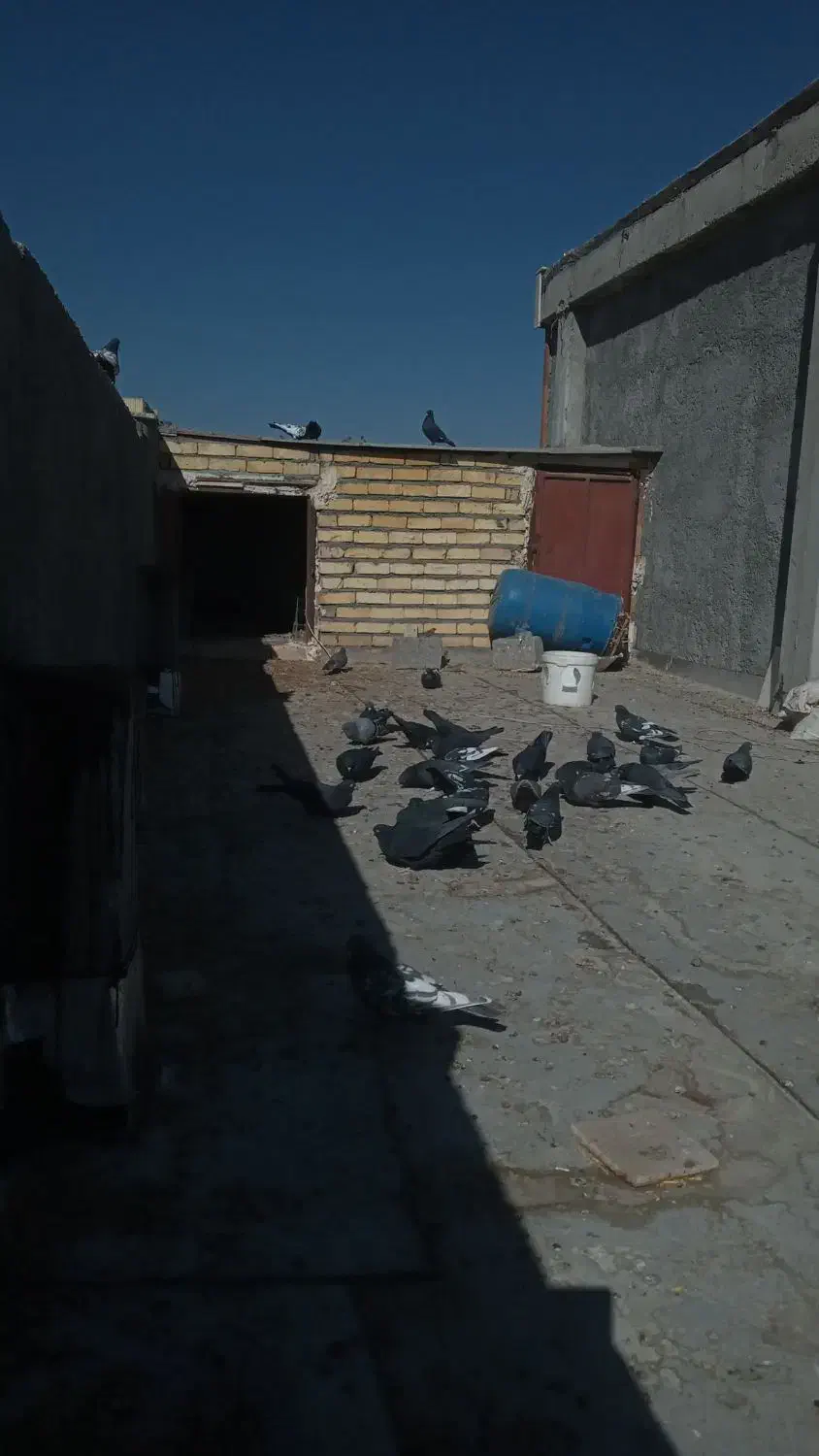 پرنده کفتر|پرنده|چادگان, |دیوار