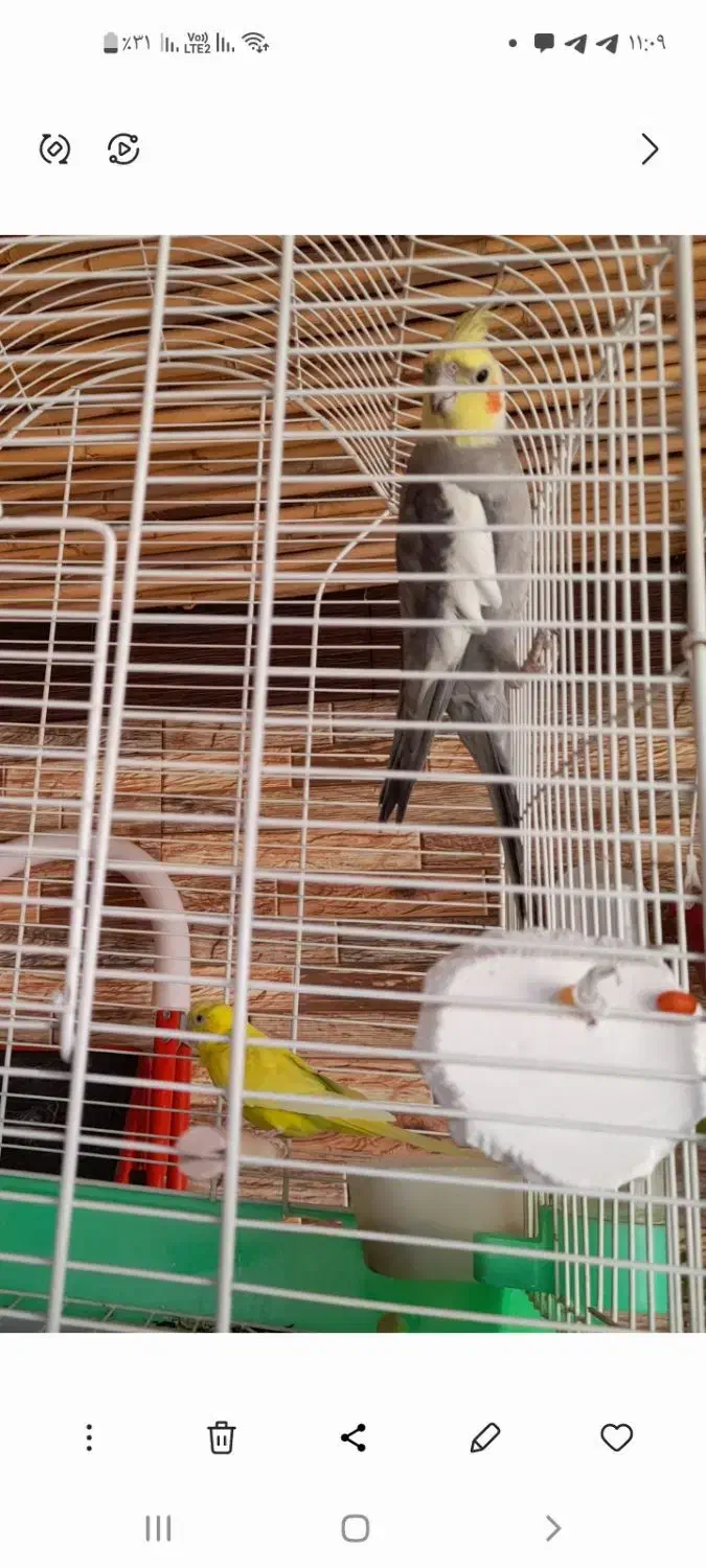 عروس هلندی ،مرغ عشق|پرنده|شاهرود, |دیوار