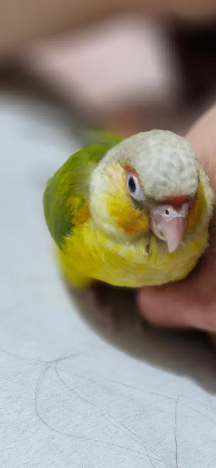 گمشده پرنده|پرنده|نجف‌آباد, حومه نجف آباد|دیوار