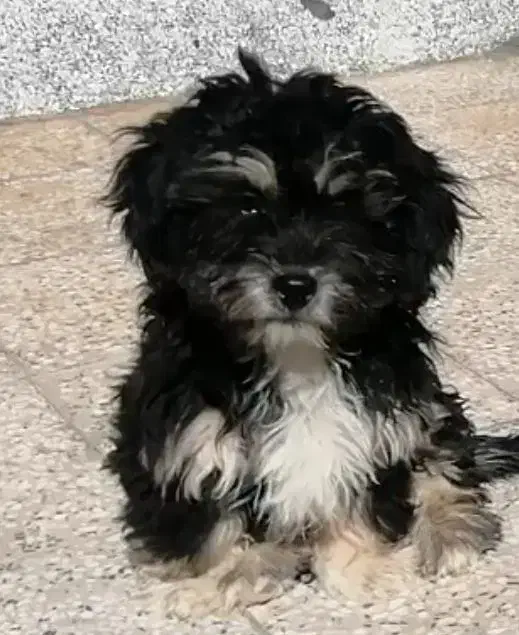 فروش توله|سگ|کرمان, |دیوار