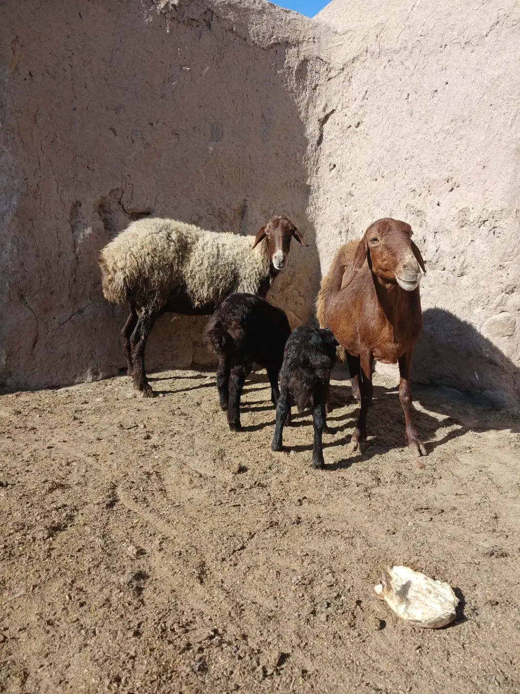 میش بره دار|حیوانات مزرعه|نیشابور, مازول|دیوار