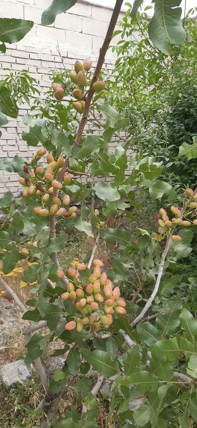 باغ به مساحت ۱۴۰۰ متر|فروش زمین و ملک کلنگی|گلمکان, |دیوار