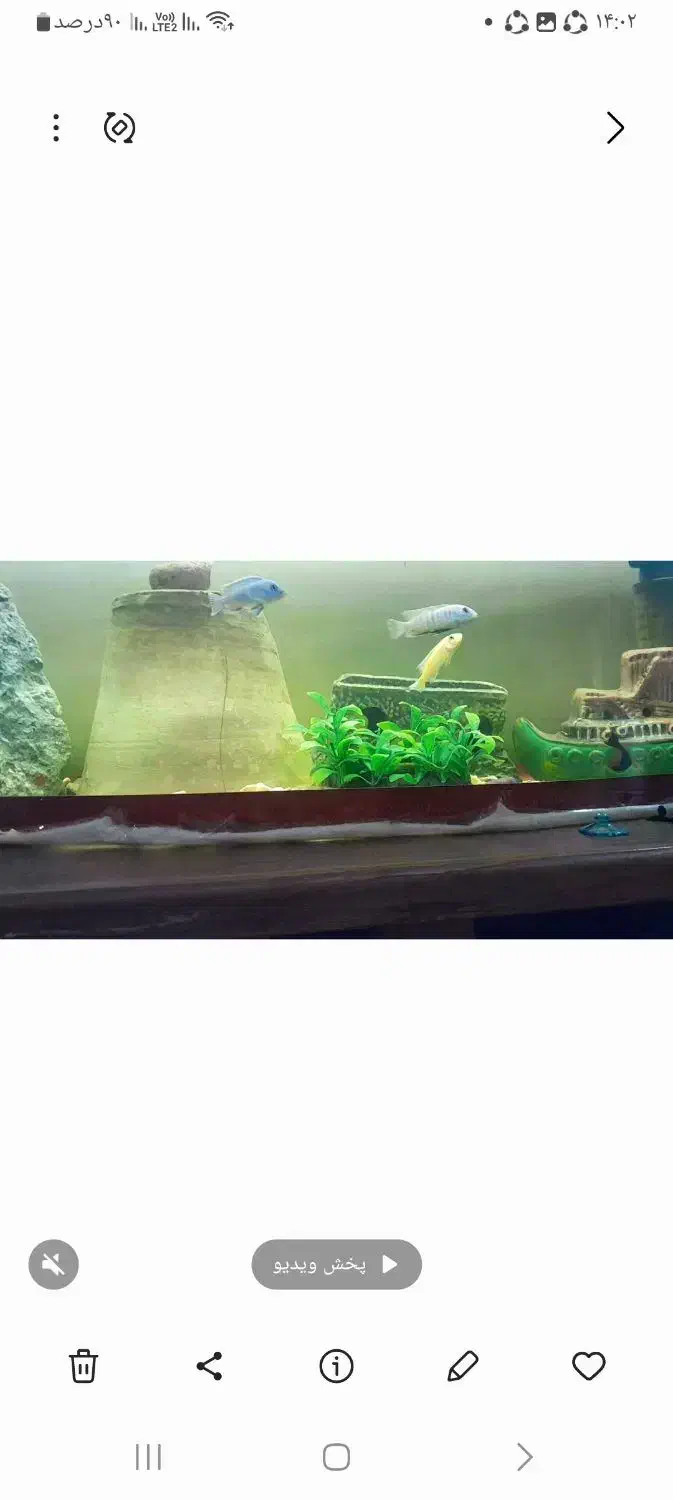 گوپیو سیچیلاید|ماهی|باغ حلی, |دیوار