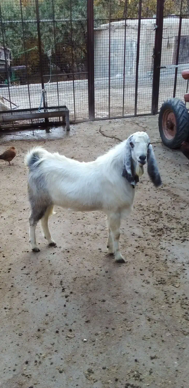 نر بز|حیوانات مزرعه|شیروان (لرستان), |دیوار