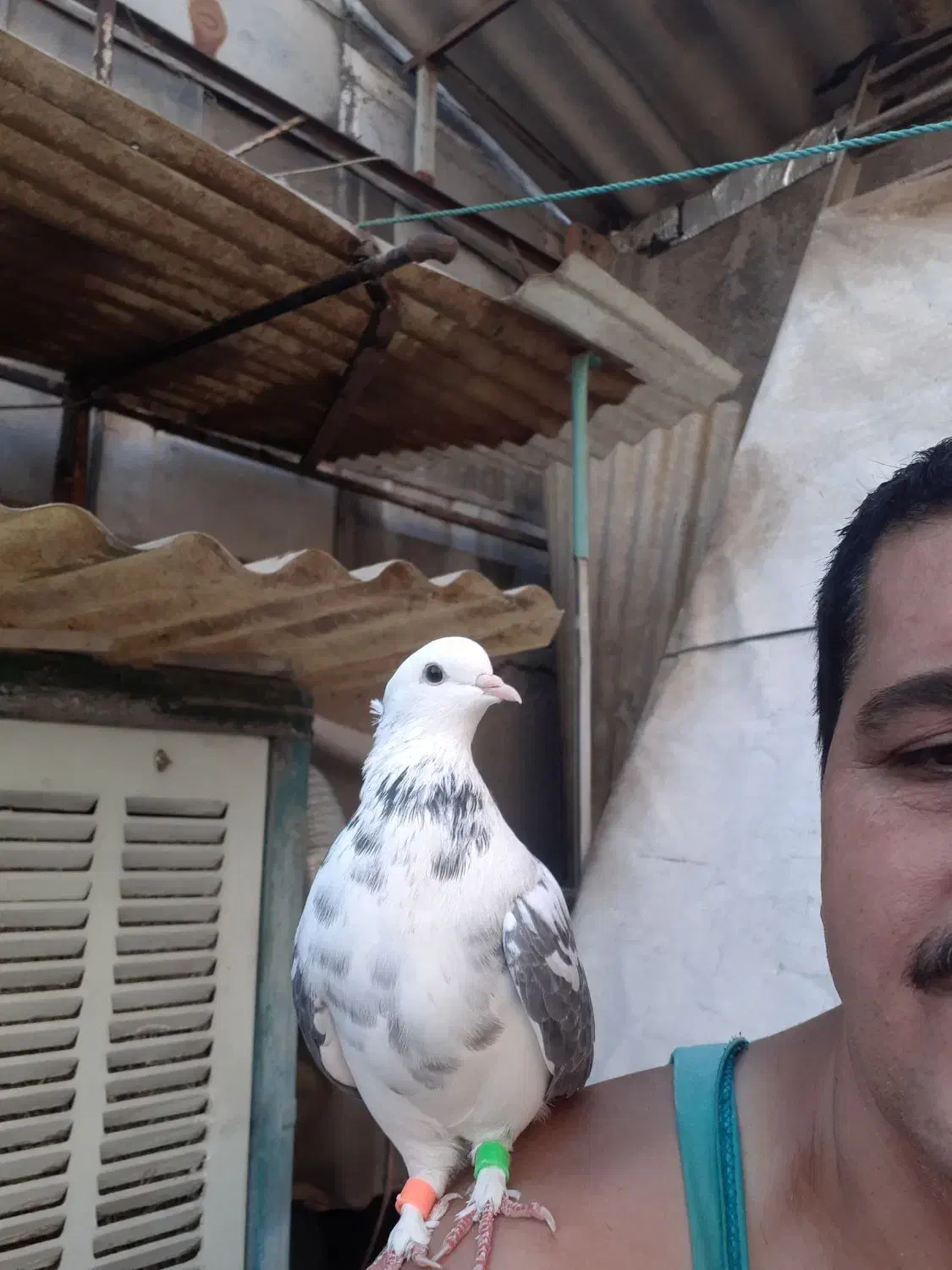 کبوتر‌گمشده|پرنده|تهران, مطهری|دیوار