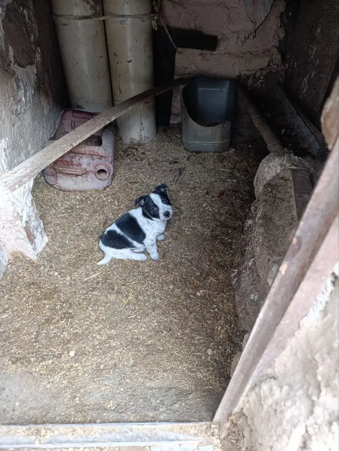 توله|سگ|نیشابور, شهرک رضوی|دیوار