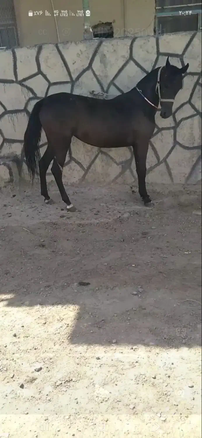 اسب‌ مادیان‌ عرب|اسب و تجهیزات اسب‌سواری|زنجانرود, |دیوار