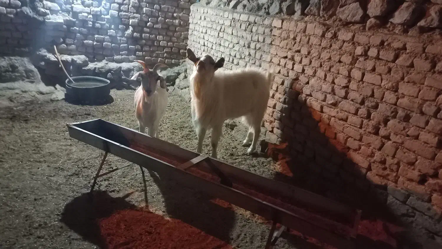 بز وچبوش سانن|حیوانات مزرعه|بیرجند, |دیوار