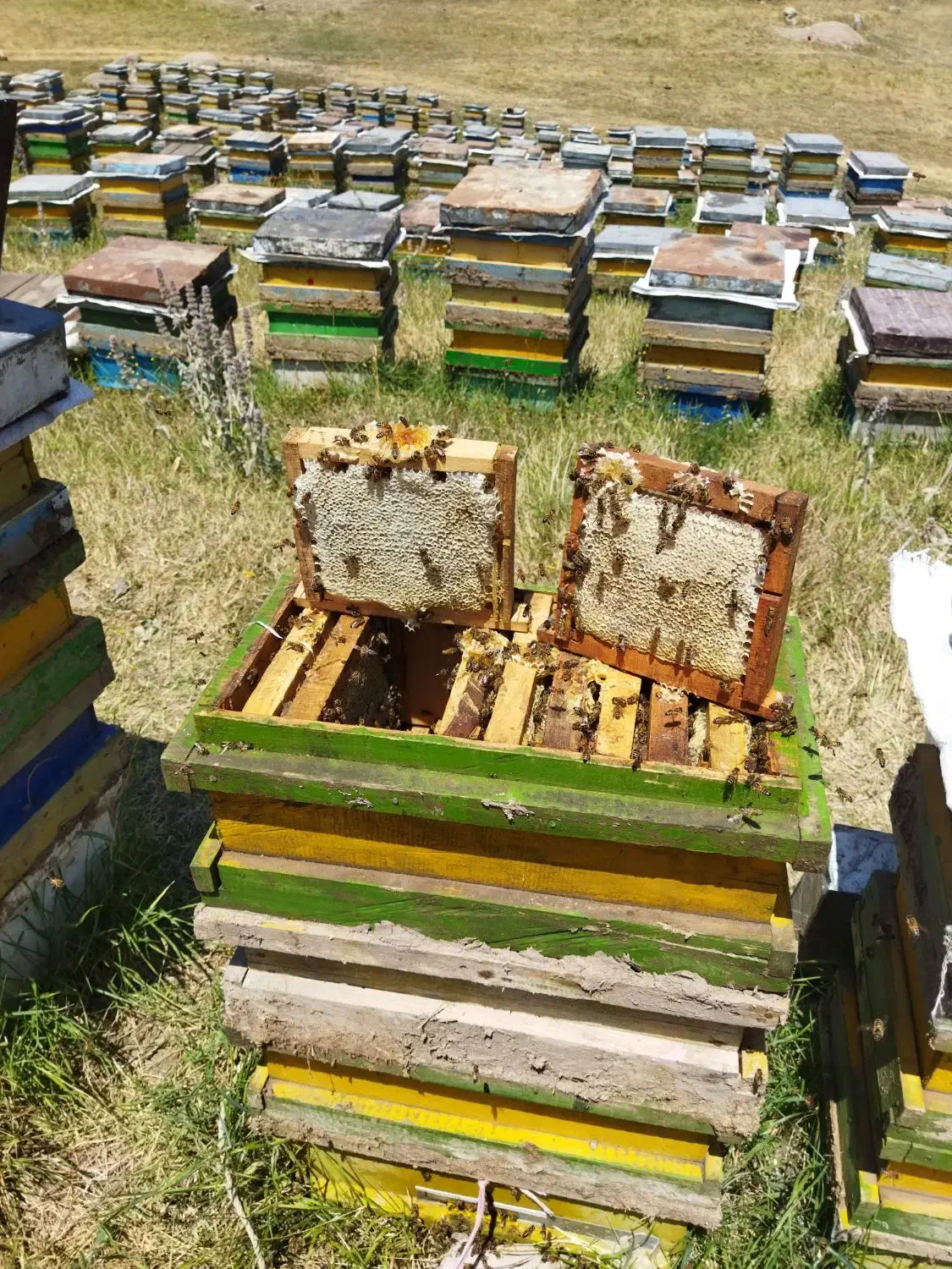 عسل قاب کوچیک سبلان|خوردنی و آشامیدنی|هیر, |دیوار