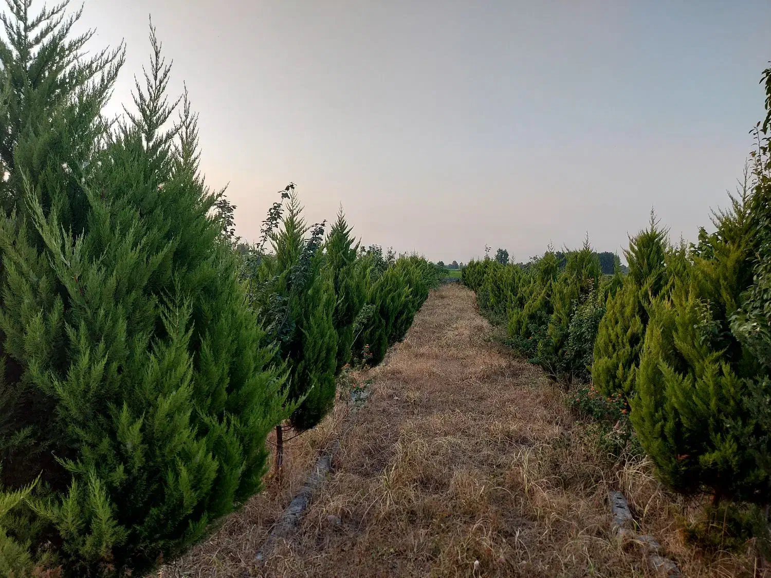 3 پلاک باغ جنگلی 200متری مناسب سرمایه گذاری|فروش زمین و ملک کلنگی|چمستان, |دیوار