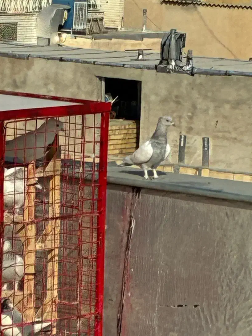 کفتر بهبهونی|پرنده|شیراز, سعدیه جنوبی|دیوار