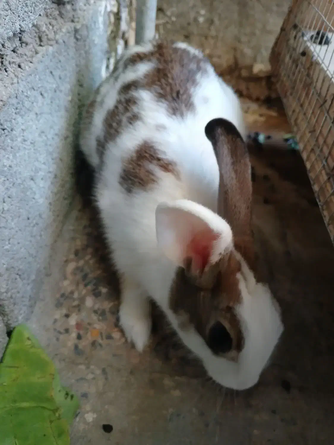 خرگوش|موش و خرگوش|بندرعباس, |دیوار