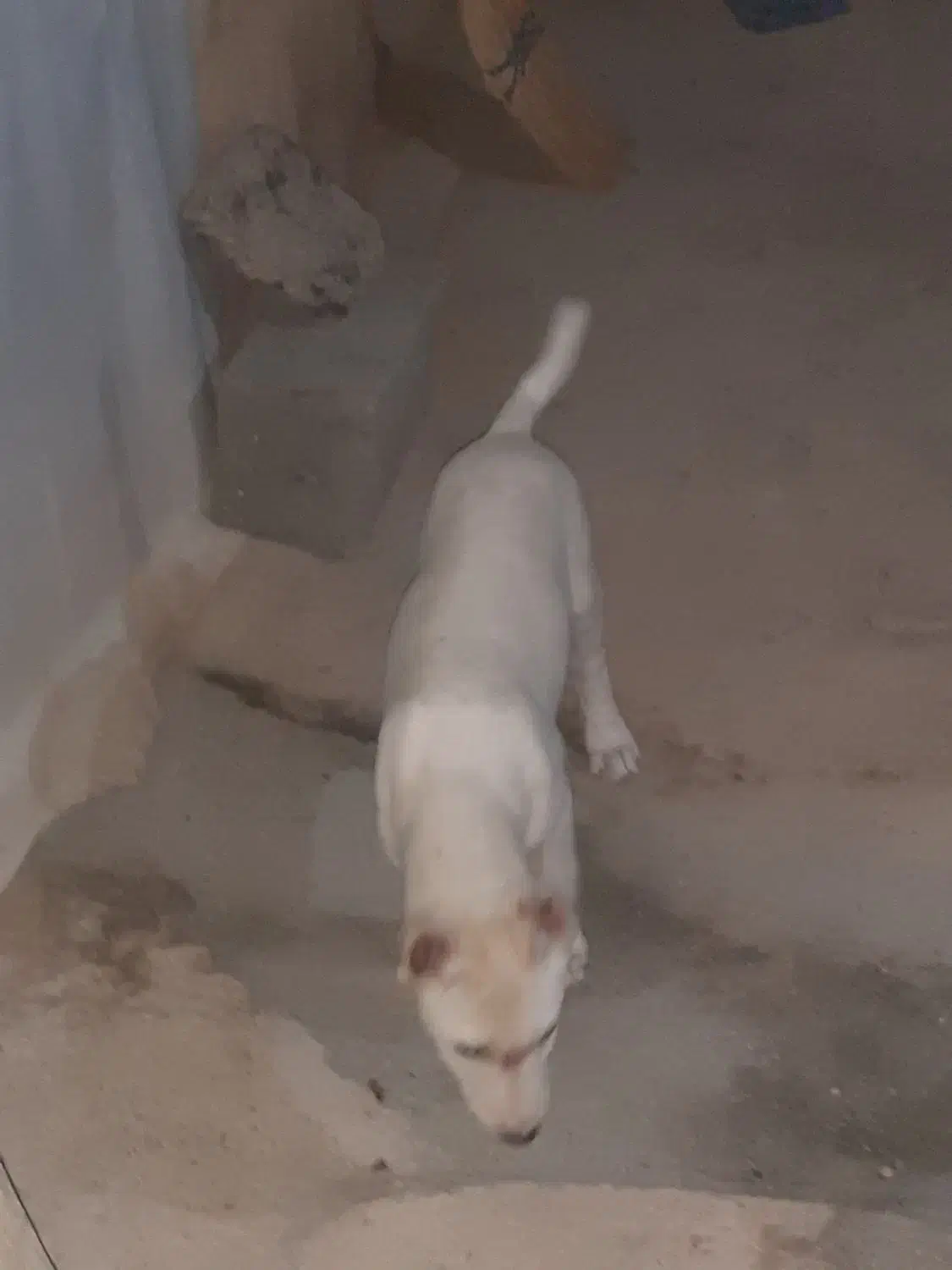 سگ خراسانی|سگ|شیروان (خراسان), |دیوار