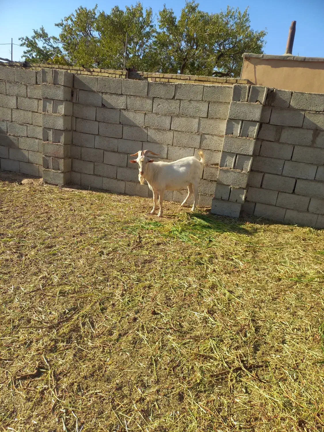 نربز سانن اصل|حیوانات مزرعه|برزک, |دیوار