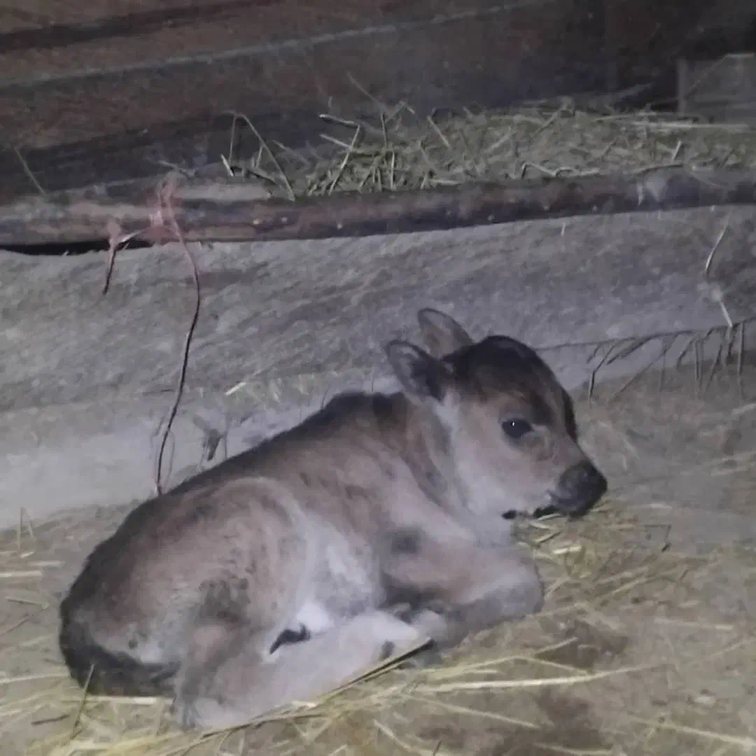 گاو با گوساله ماده|حیوانات مزرعه|صومعهسرا, |دیوار