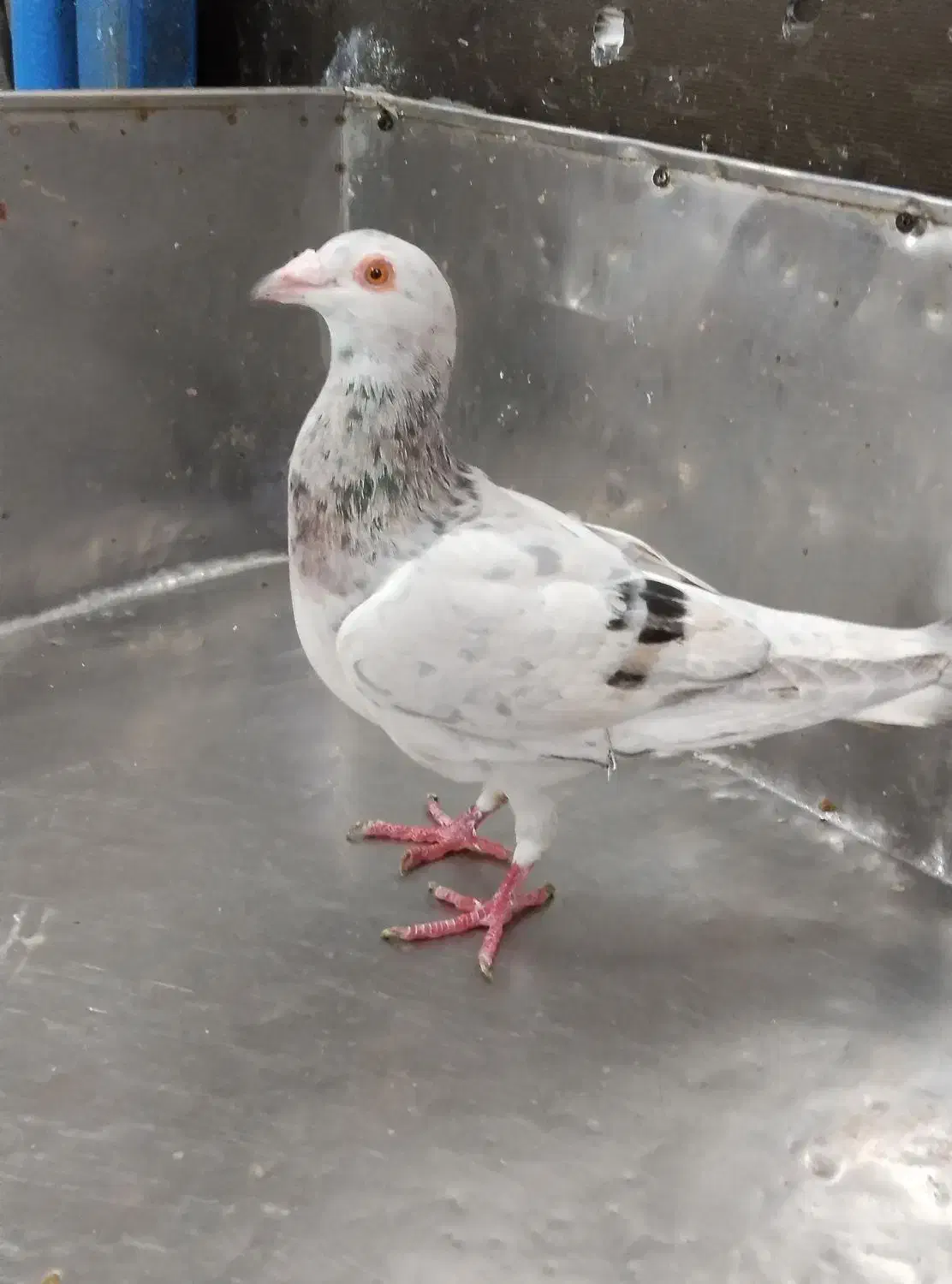 کبوتر هفترنگ|پرنده|سبزوار, امیر کبیر|دیوار