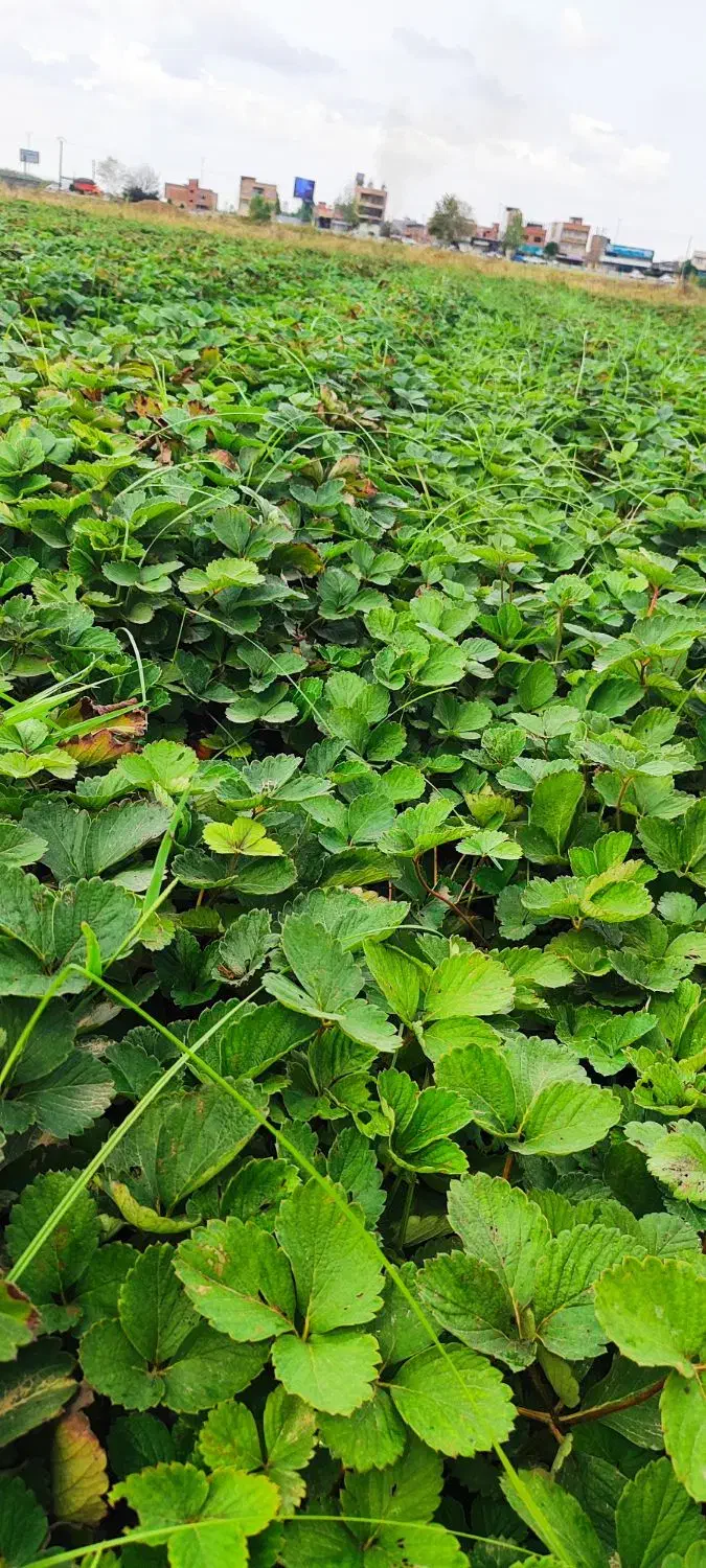 نهال توت فرنگی سابرینا|خدمات باغبانی و درختکاری|دلند, |دیوار
