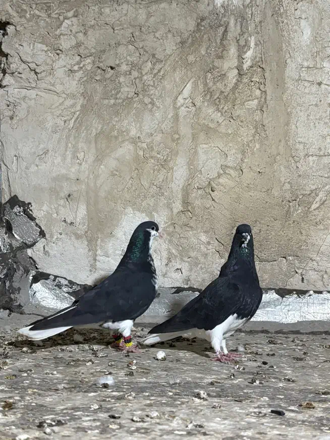 نر و ماده خشرنگ|پرنده|کازرون, |دیوار