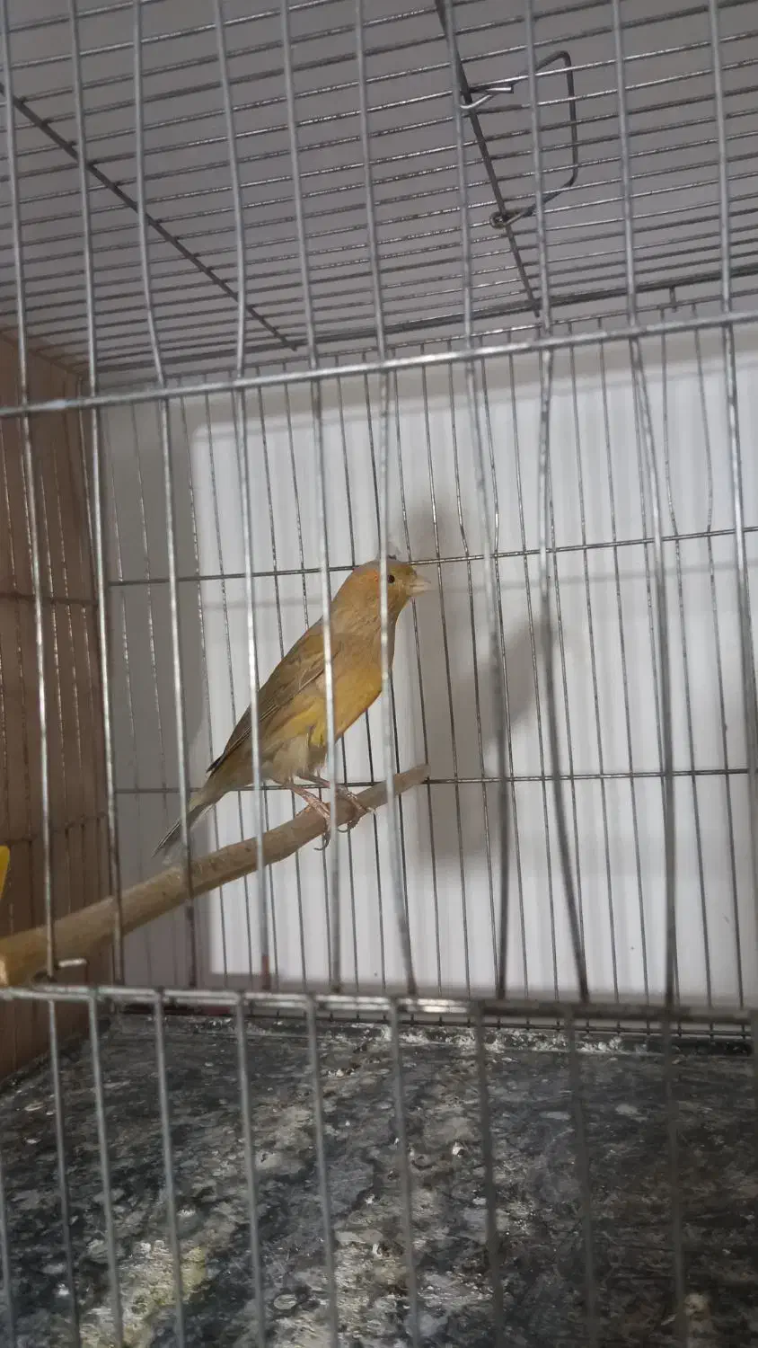 قناری نر|پرنده|رباط‌کریم, رباط‌کریم|دیوار